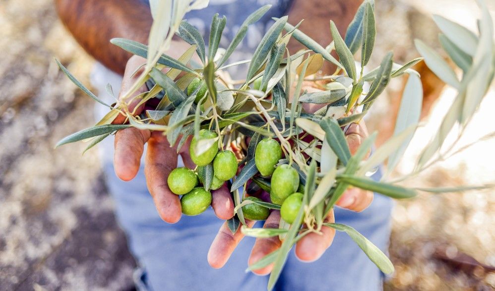 Olivenernte in der Toskana