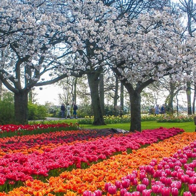 Zur Tulpenblüte nach Holland